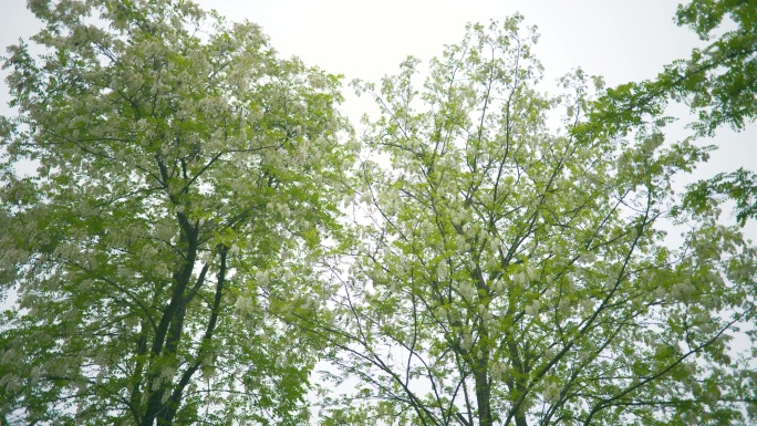 槐花树槐花盛开视频