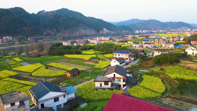 湖南省新晃县油菜花海