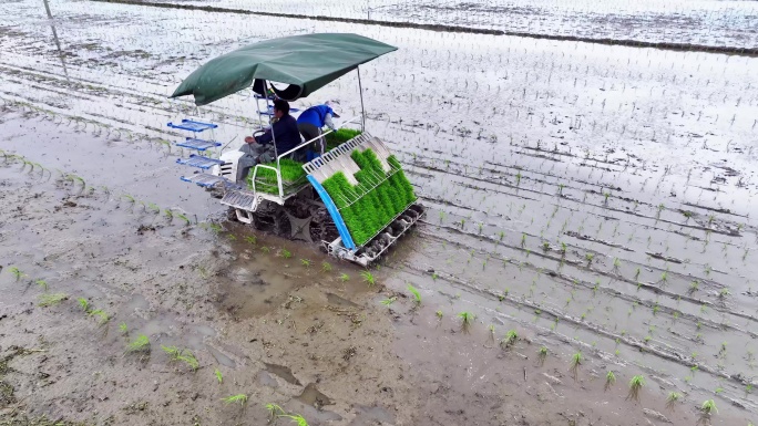 水稻插秧