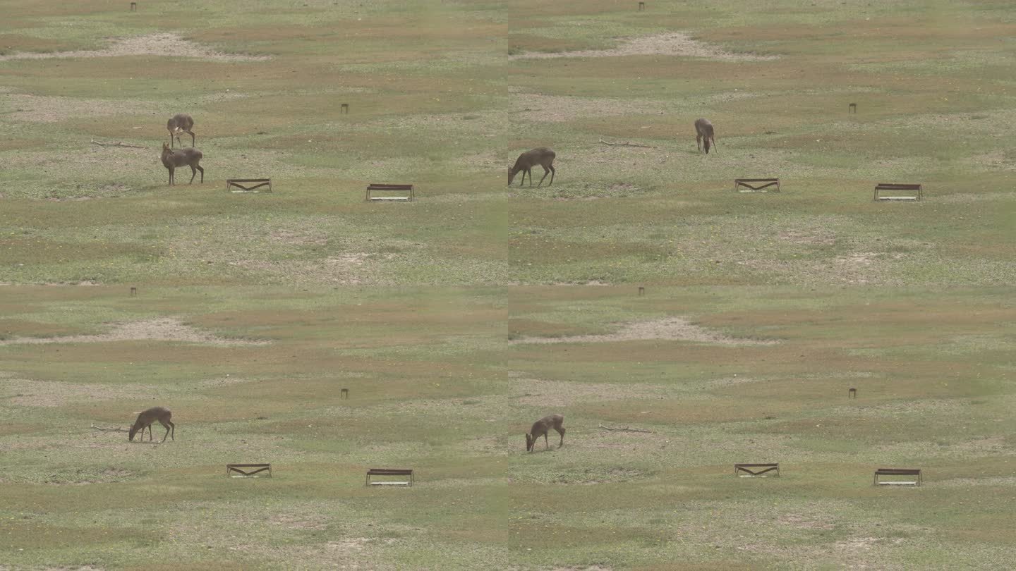两只鹿在草地上吃草边走边吃野生风光