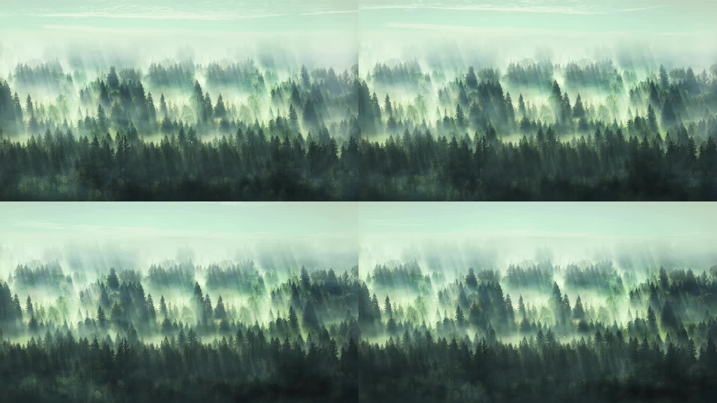 雾气森林A