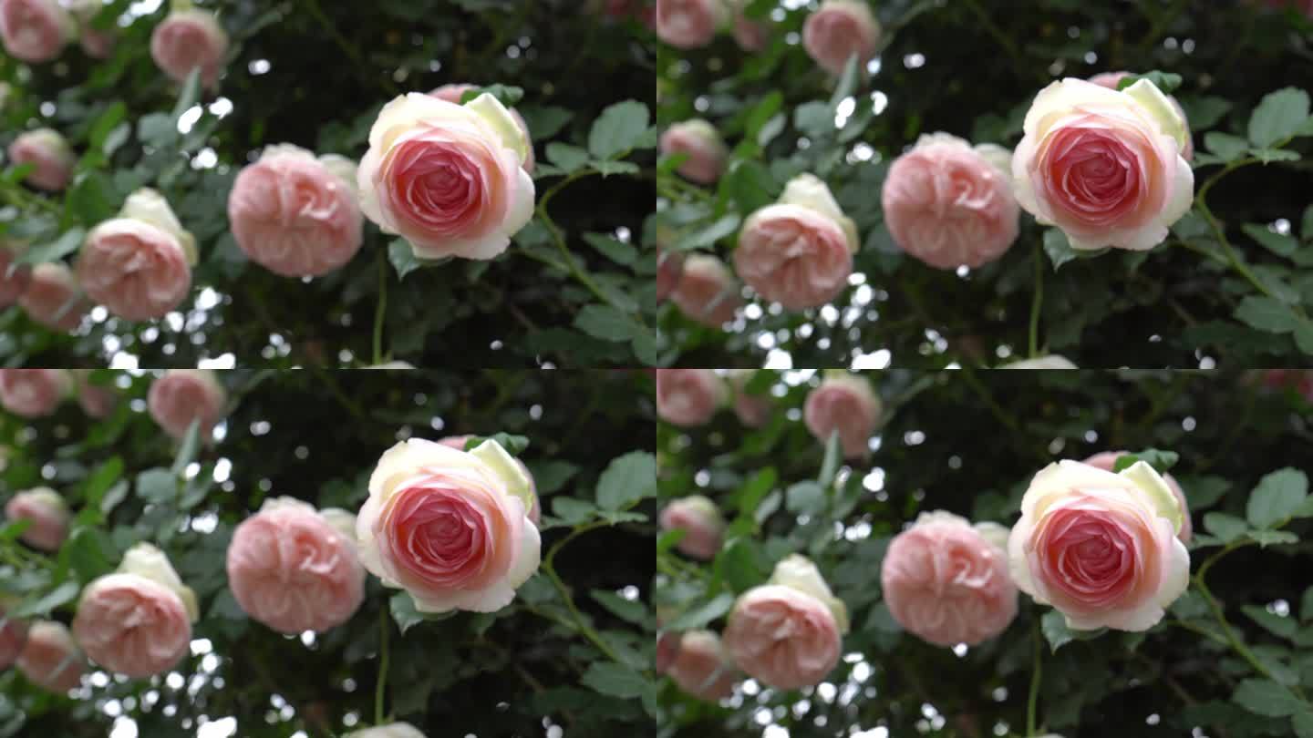 水红玫瑰花