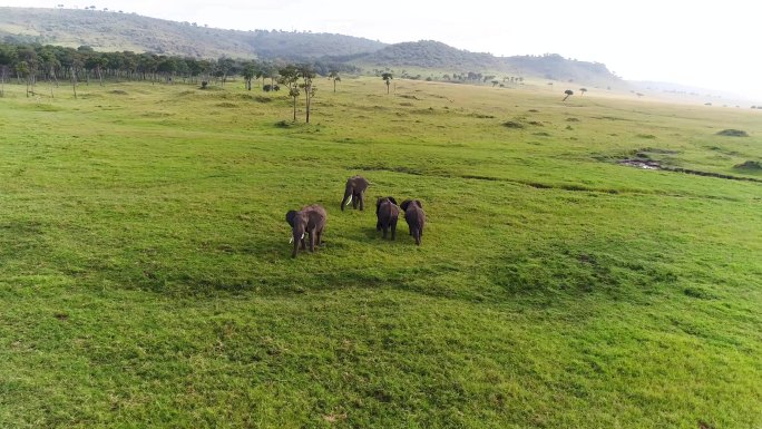 草原 野生动物 大象 自然保护区