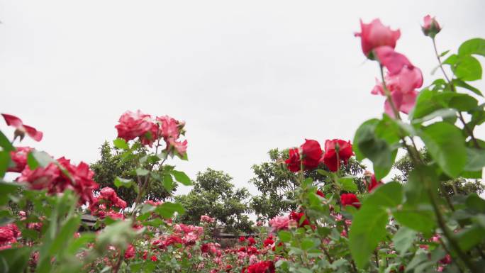 玫瑰花种植基地园区