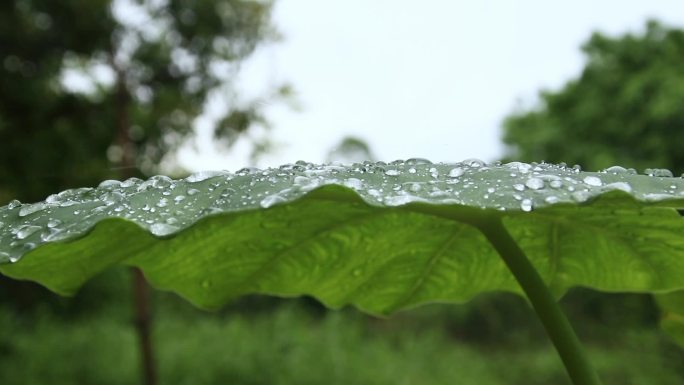 雨滴雨水