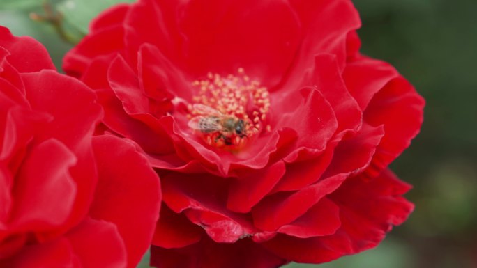 蜜蜂在玫瑰花中采蜜