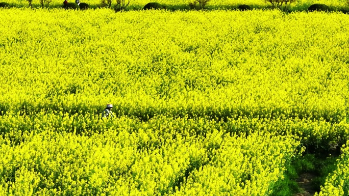 春天油菜花田骑车的人