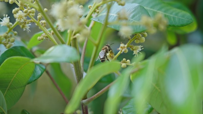 【正版素材】蜜蜂采蜜3044