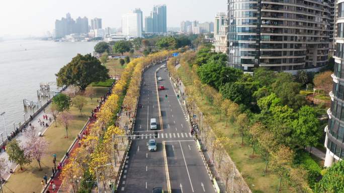 广州洲头咀公园黄花风铃木航拍视频