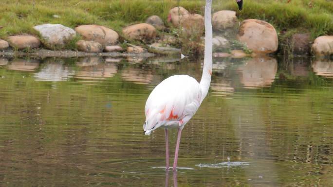 美丽的粉红色火烈鸟吃食物