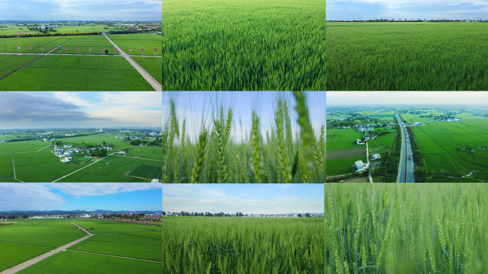 平坦广阔的小麦种植基地