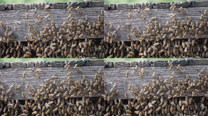 【正版素材】蜜蜂养殖3064