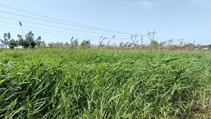 风吹动芦苇 风吹芦苇荡 风吹草地 大风吹