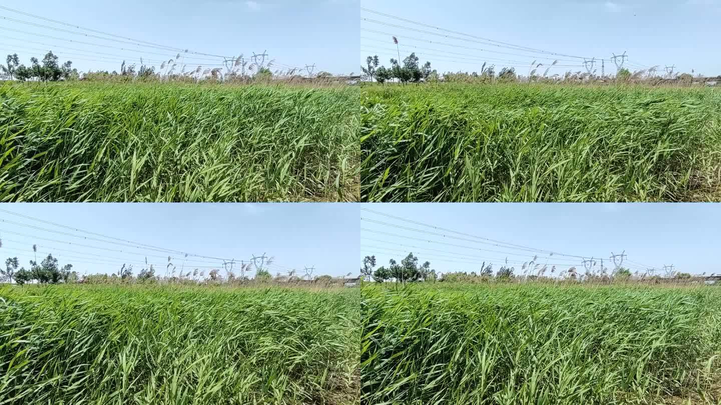 风吹动芦苇 风吹芦苇荡 风吹草地 大风吹