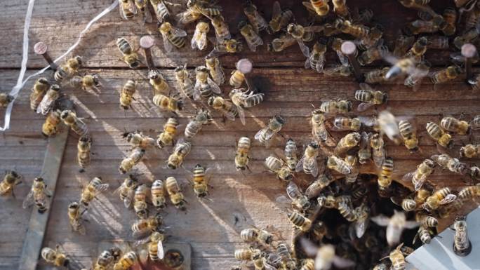 【正版素材】蜜蜂养殖3061