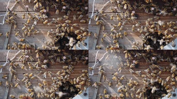 【正版素材】蜜蜂养殖3061