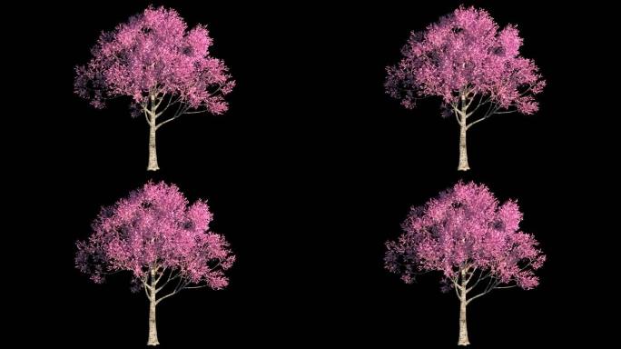 樱花树桃花树风吹动态循环2