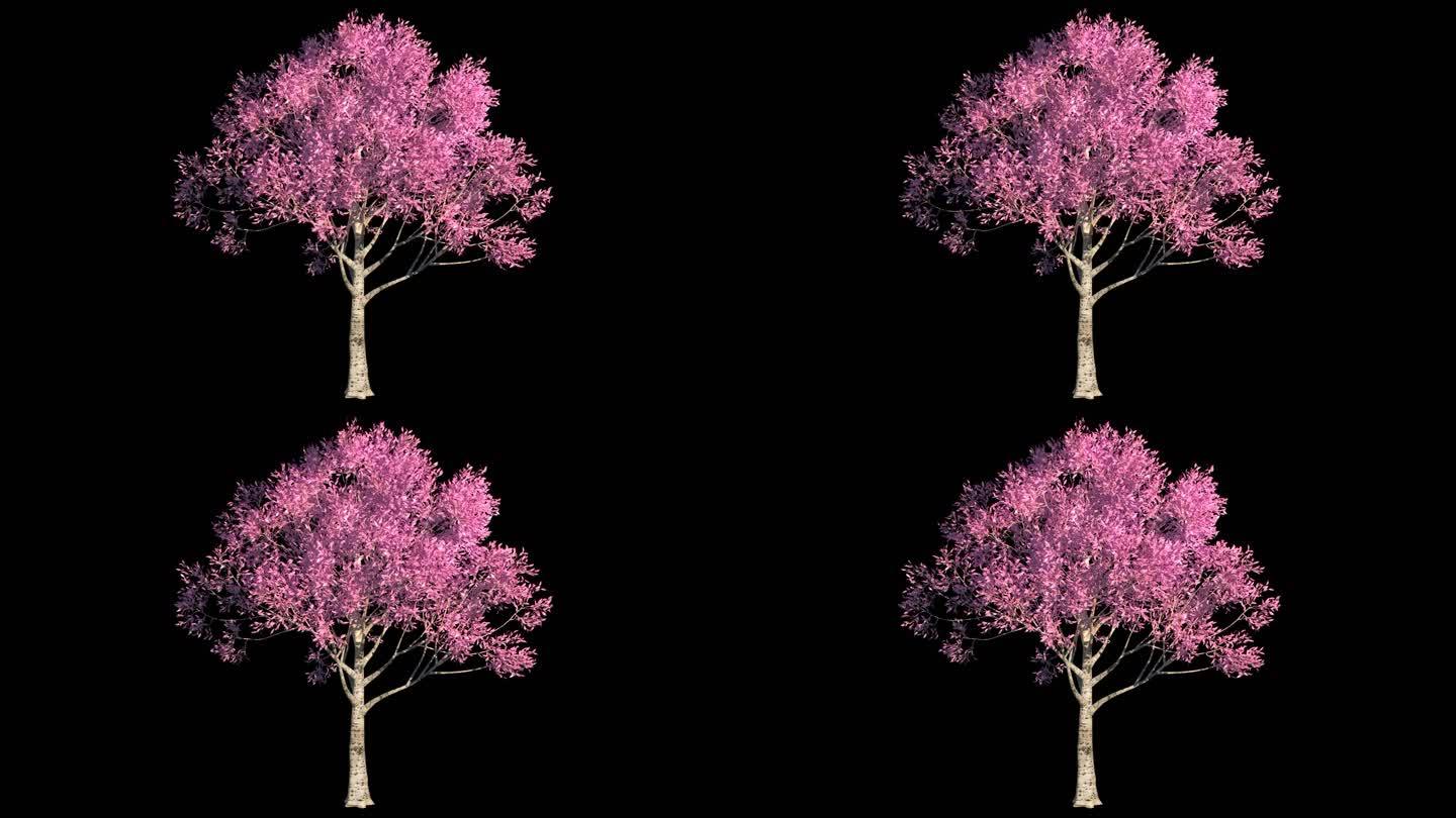 樱花树桃花树风吹动态循环2