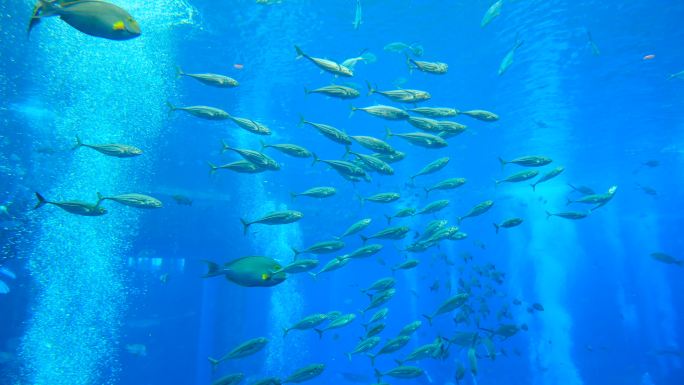 鱼群 海洋馆 水族馆 海底世界