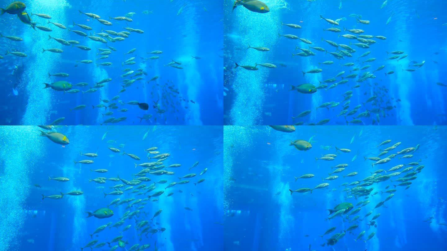 鱼群 海洋馆 水族馆 海底世界