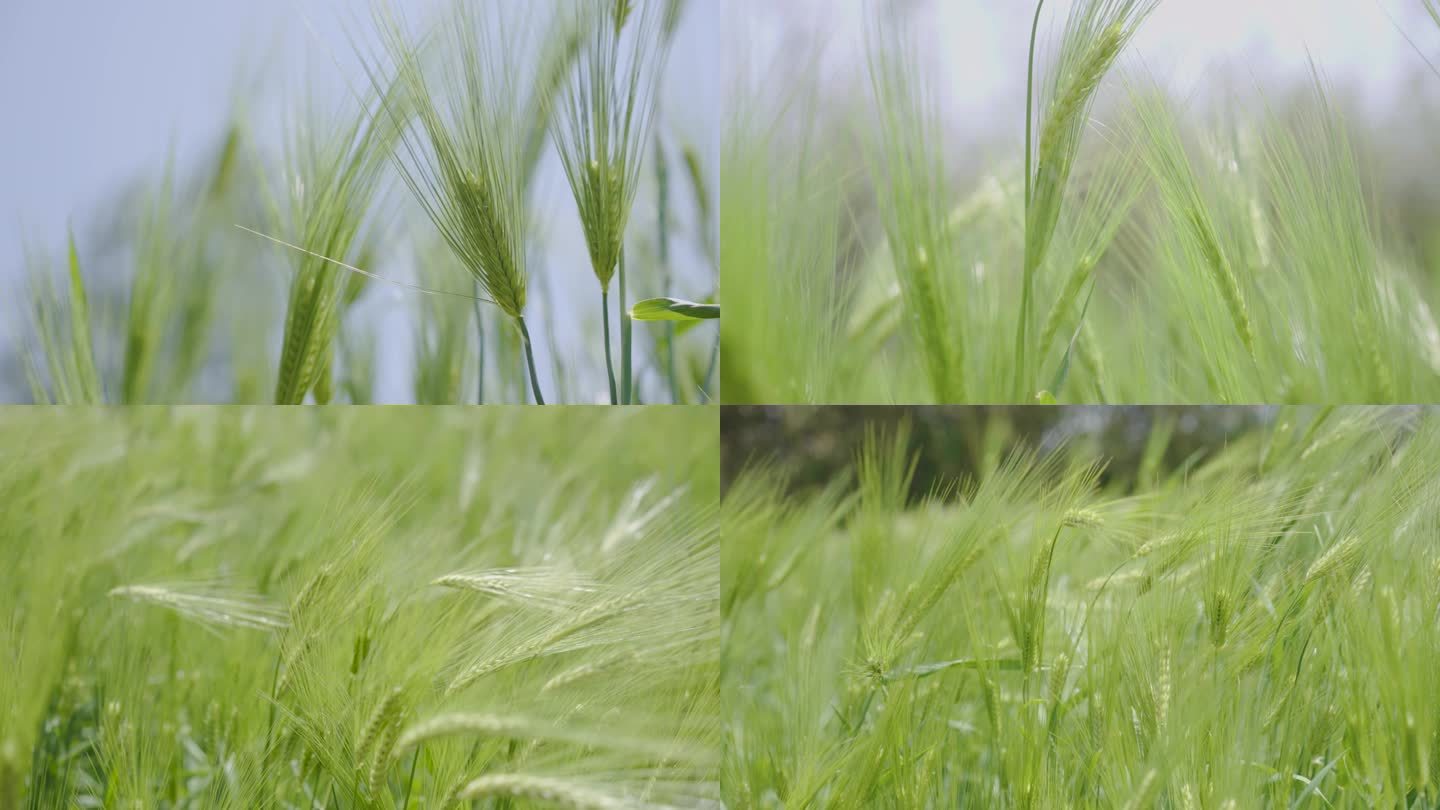 小麦生长麦田小麦麦穗农业绿色丰收田