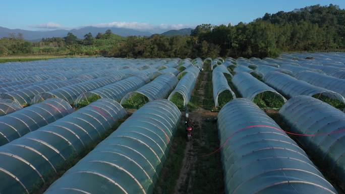 现代农业 菜篮子工程  蔬菜基地 新农村