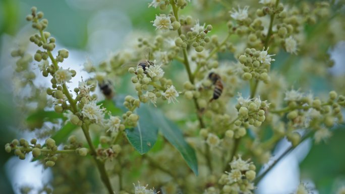 【正版素材】蜜蜂采蜜3039