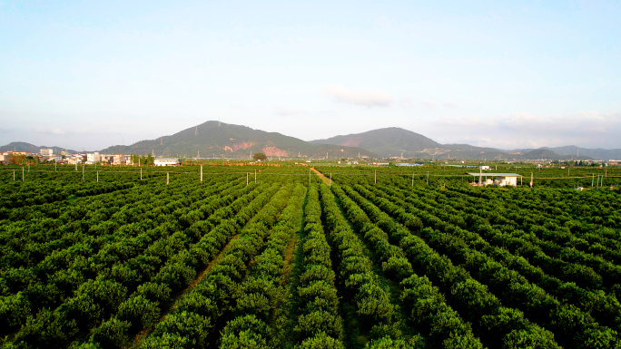 新新会陈皮种植基地柑园