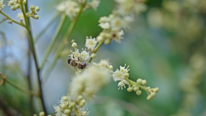 【正版素材】蜜蜂采蜜3021