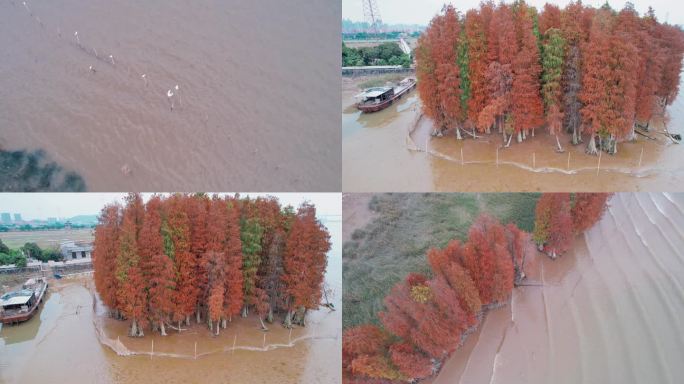 广州大吉沙水杉