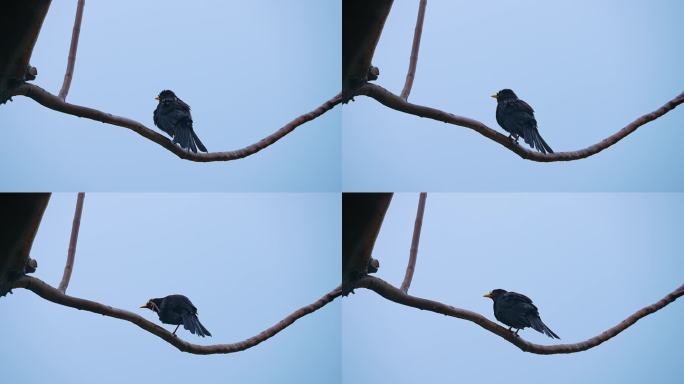 雨后树枝上整理羽毛的小鸟4K