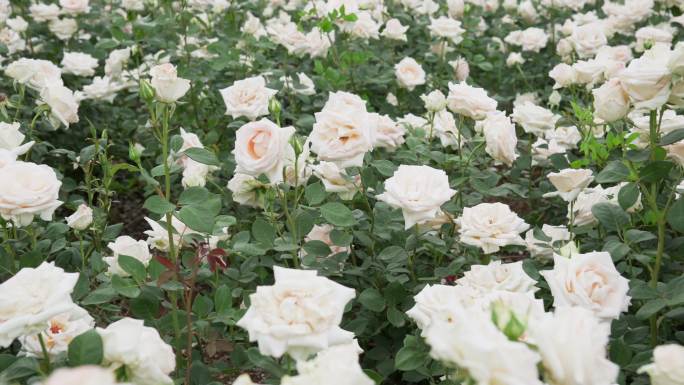 白色玫瑰花基地