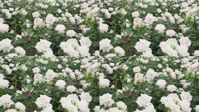 白色玫瑰花基地