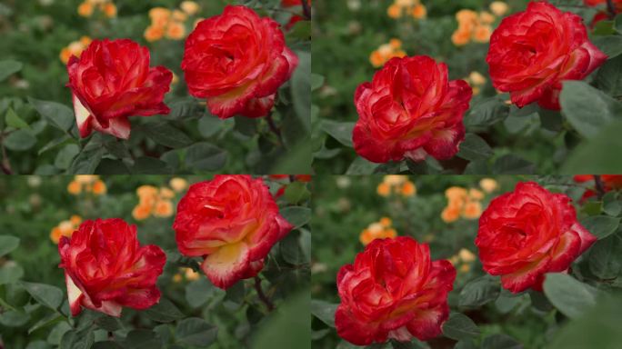 风中摇曳的红色玫瑰花