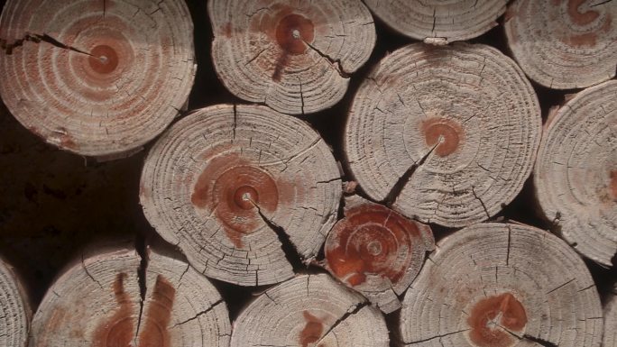 木头木材原木横截面特写年轮