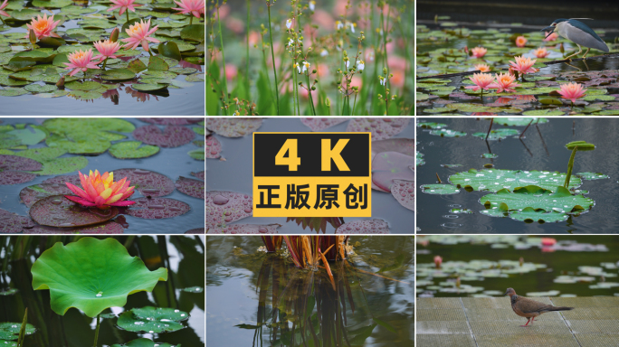 公园池塘雨景睡莲荷叶鲤鱼4K