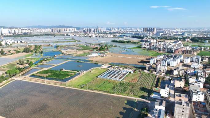 曲靖沿江街道南盘江两岸蓝楹花盛开