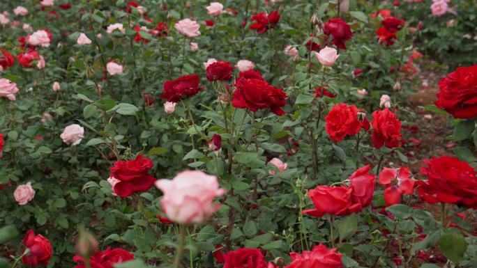彩色玫瑰花种植基地