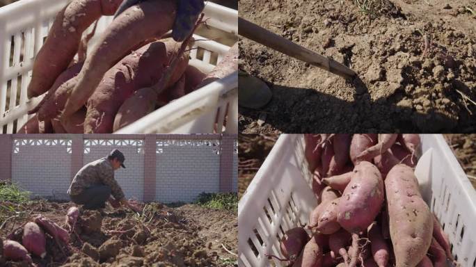 4K菜园挖红薯 丰收