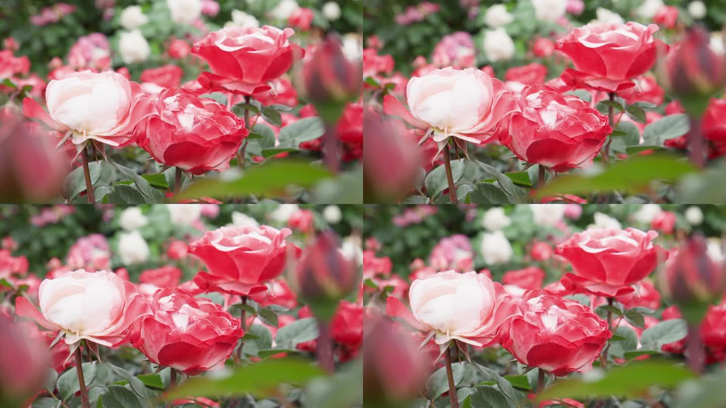 红白彩色的玫瑰花