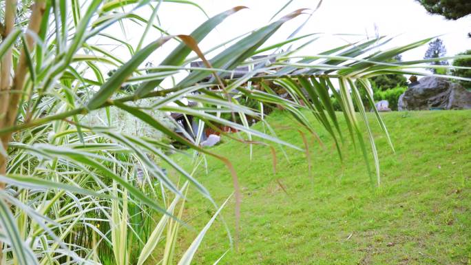 小桥流水绿色植物寺院景色