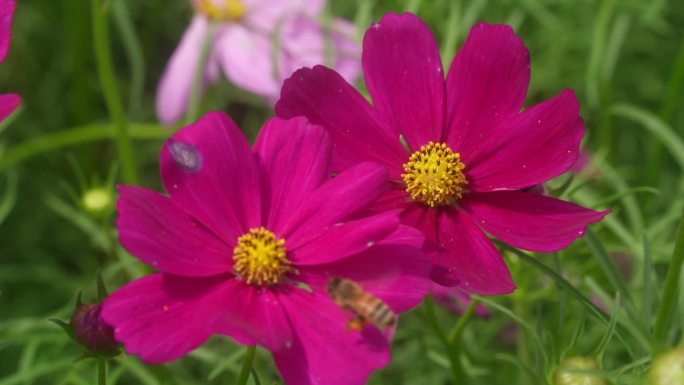 蜜蜂采蜜花海花朵花园鲜花花丛盛开