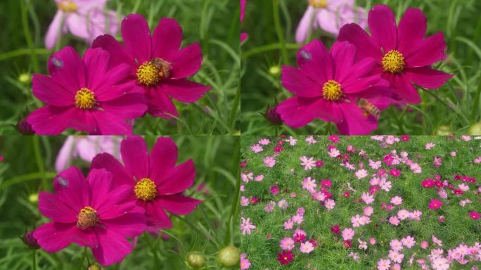 蜜蜂采蜜花海花朵花园鲜花花丛盛开