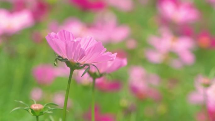 花海花朵花园鲜花花丛盛开