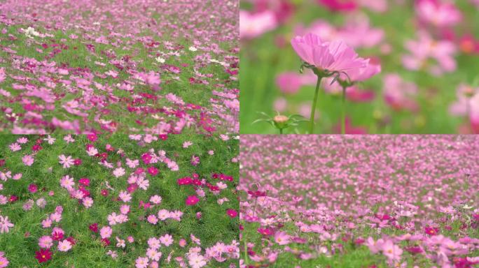 花海花朵花园鲜花花丛盛开