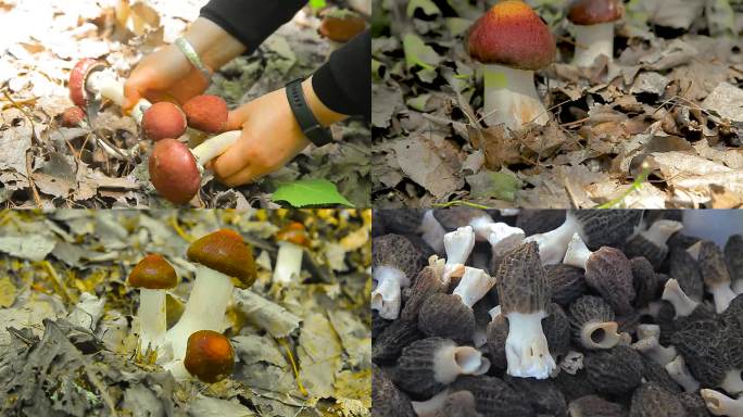 实拍赤松茸 羊肚菌蘑菇种植采摘