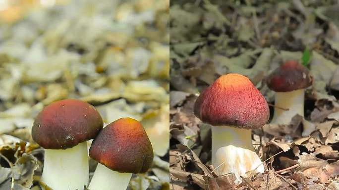竖屏实拍赤松茸蘑菇种植采摘无损