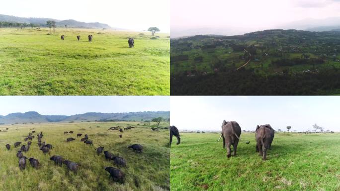 草原 野生动物 大象 自然保护区