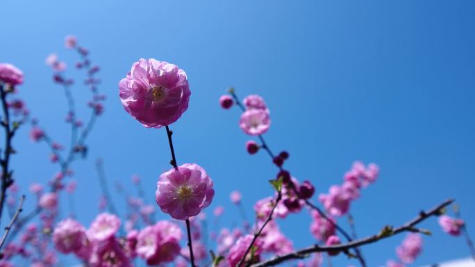 春景榆叶梅春花花启迪之星