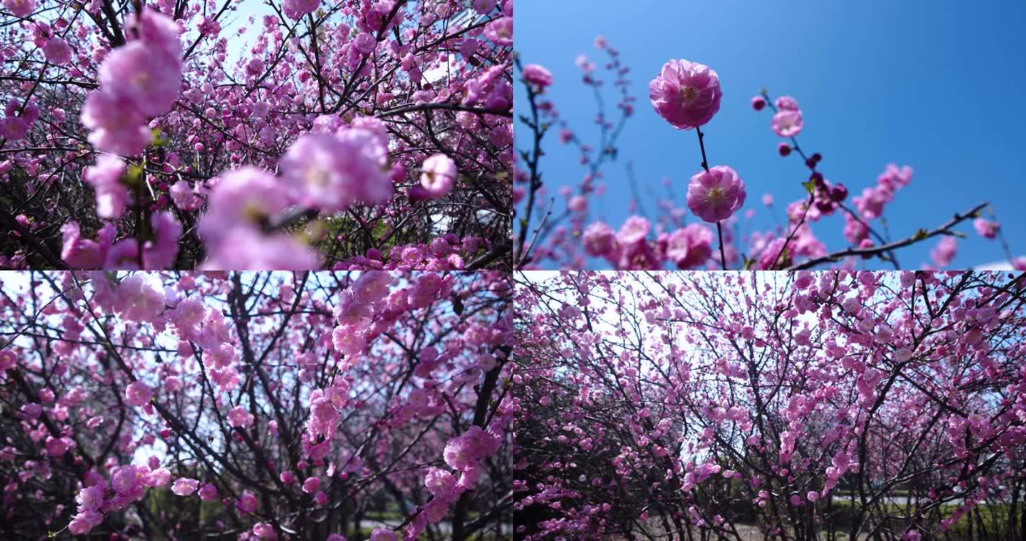 春景榆叶梅春花花启迪之星